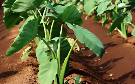 Arrowroot Farming in Kenya 2024: Techniques, Successes, and Overcoming Challenges
