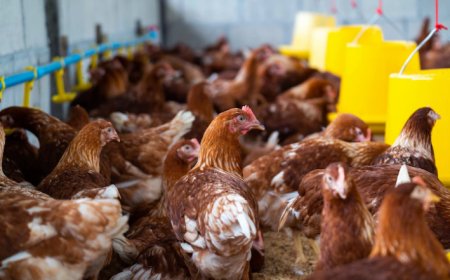 Poultry Farming in Kenya 2024: Breed Selection, Feeding Strategies, and Effective Marketing