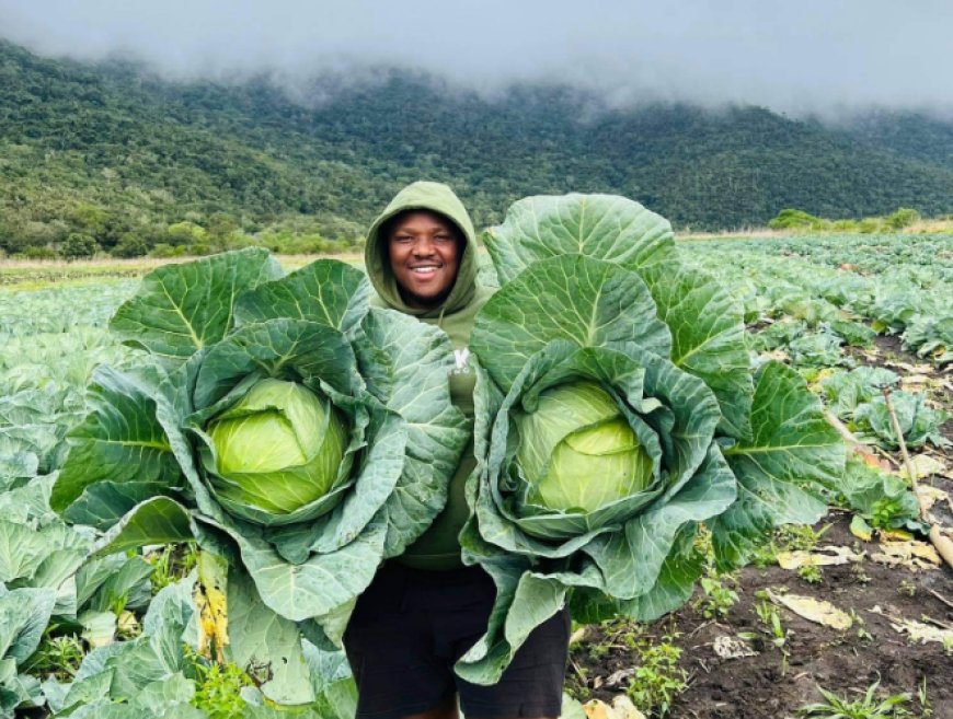 Cabbage Farming in Kenya: A Guide to Profitable Cultivation in Kenya