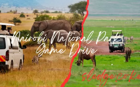 Nairobi National Park Game Drive Fees and Charges 2024: Everything To Know